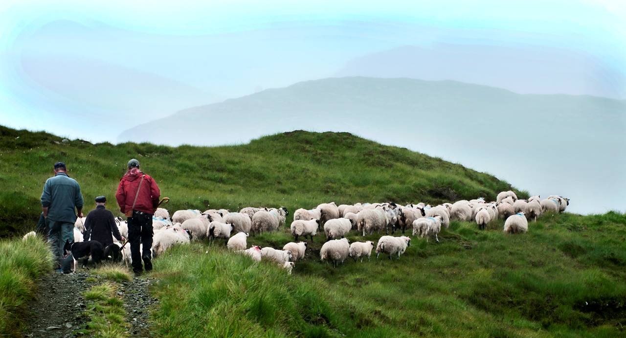 Herding Sheep 12